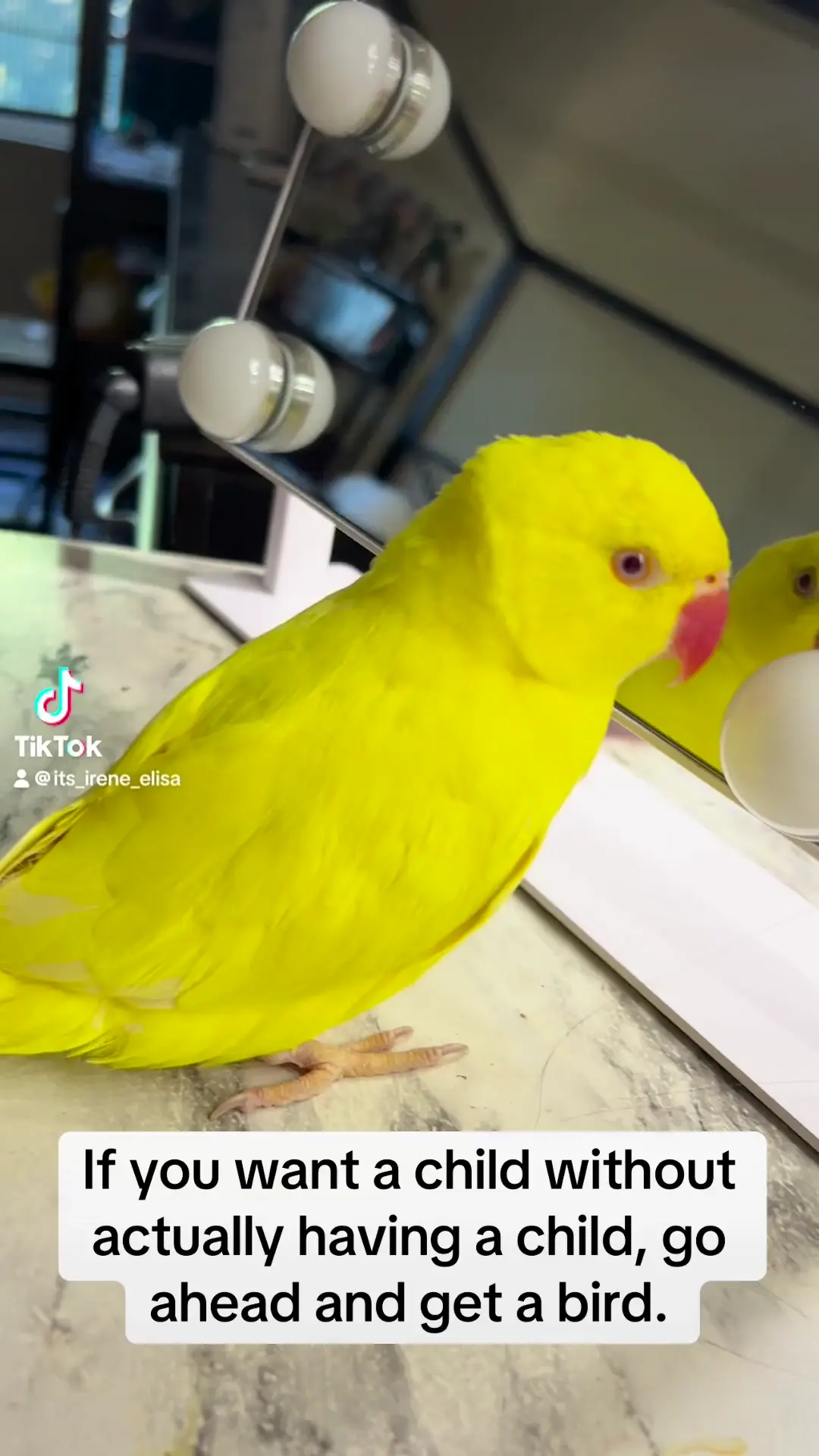 Louie Tingz (No birds were harmed in the making of this video)