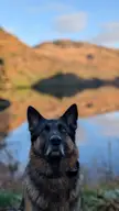 Love his serious face, share your serious face doggies! 😜