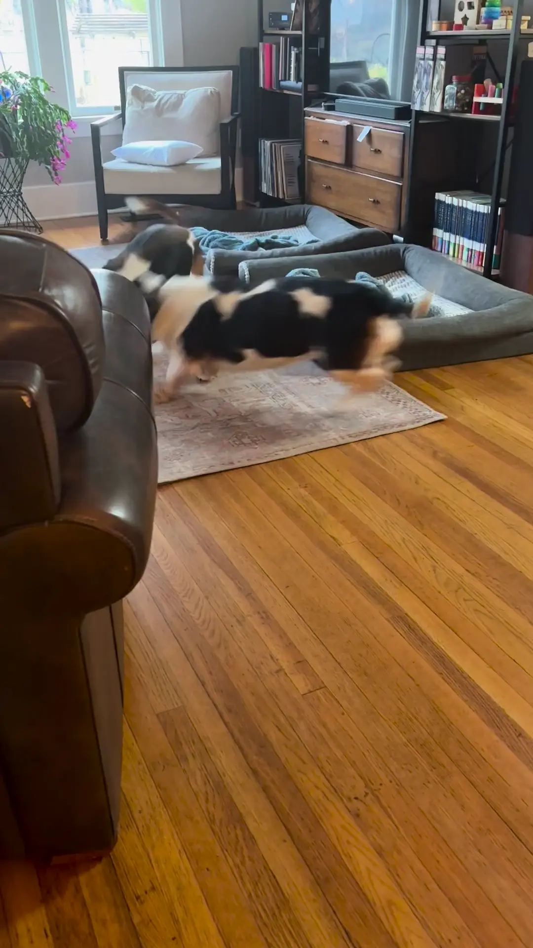 Love watching 6 year old hazel and 8 year old Georgia play like puppies 