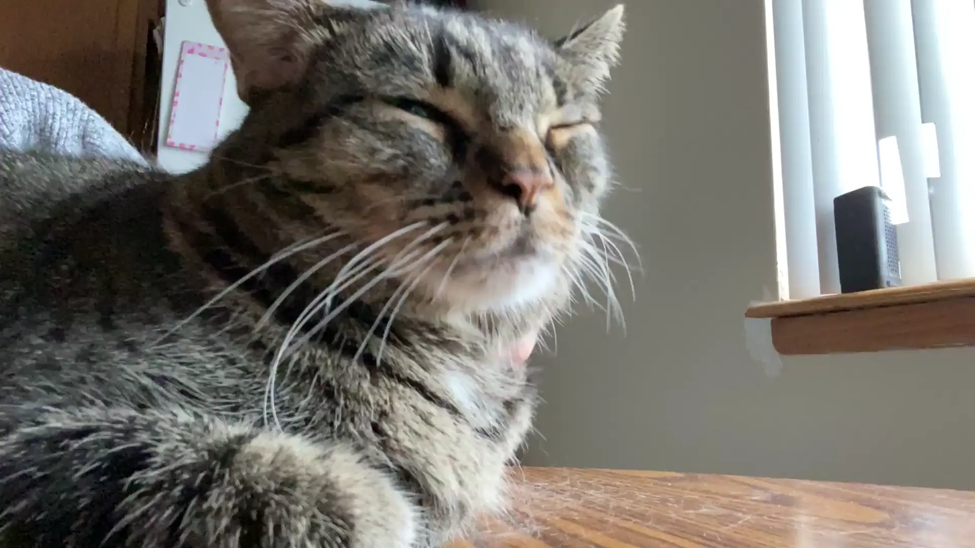 Lulu demanding my attention. Sound up for purrrrrrrrr.