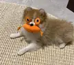 Luma and her crab friend