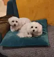 Luna and Bánín curled up together 🐾 
