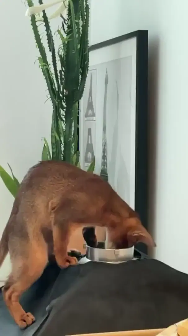 Lunatic Abyssinian Cat discovers a hidey-hole.