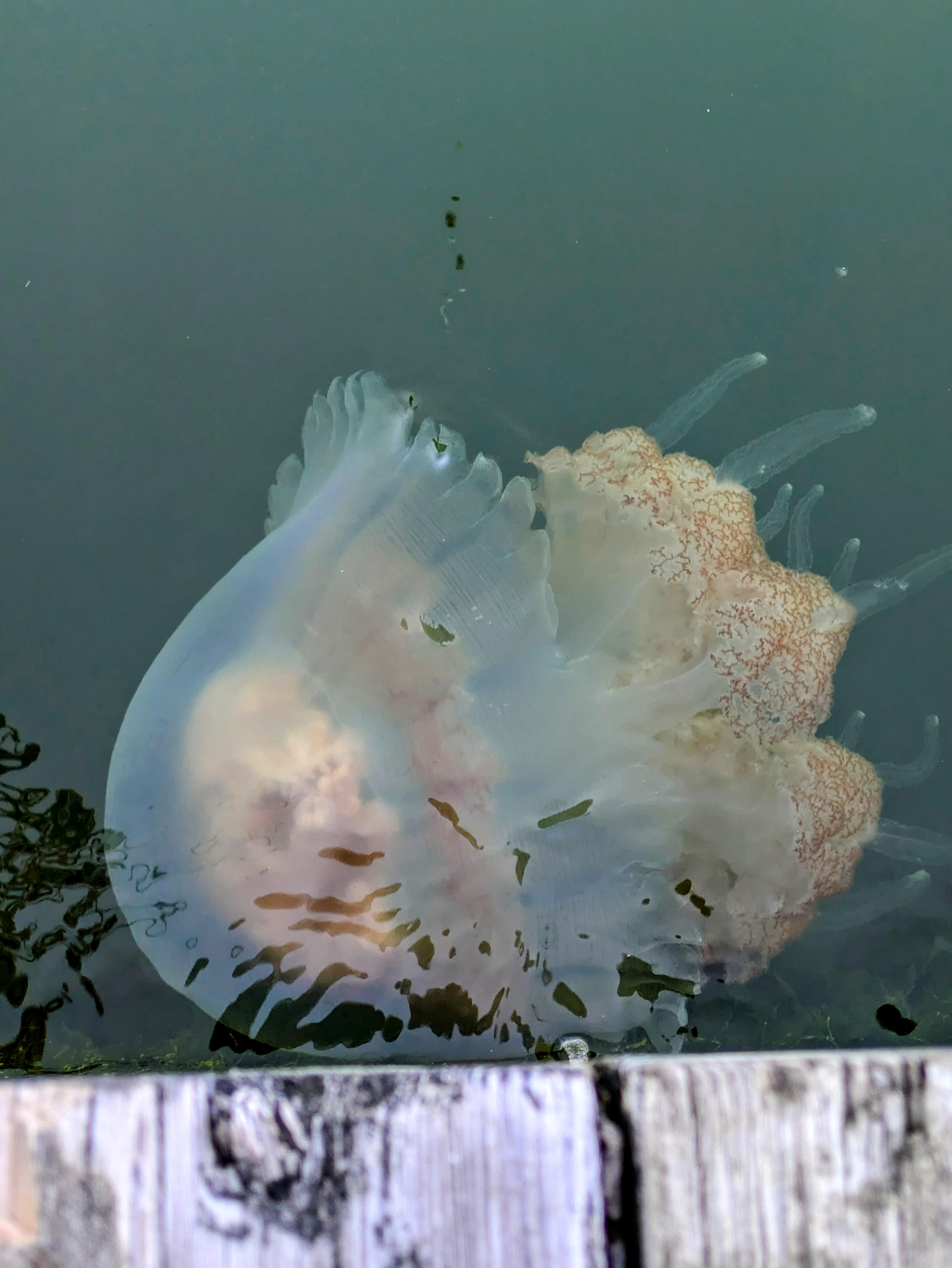 Scroll File Fish Orange filefish and Massive Mushroom Jellyfish | Scrolller