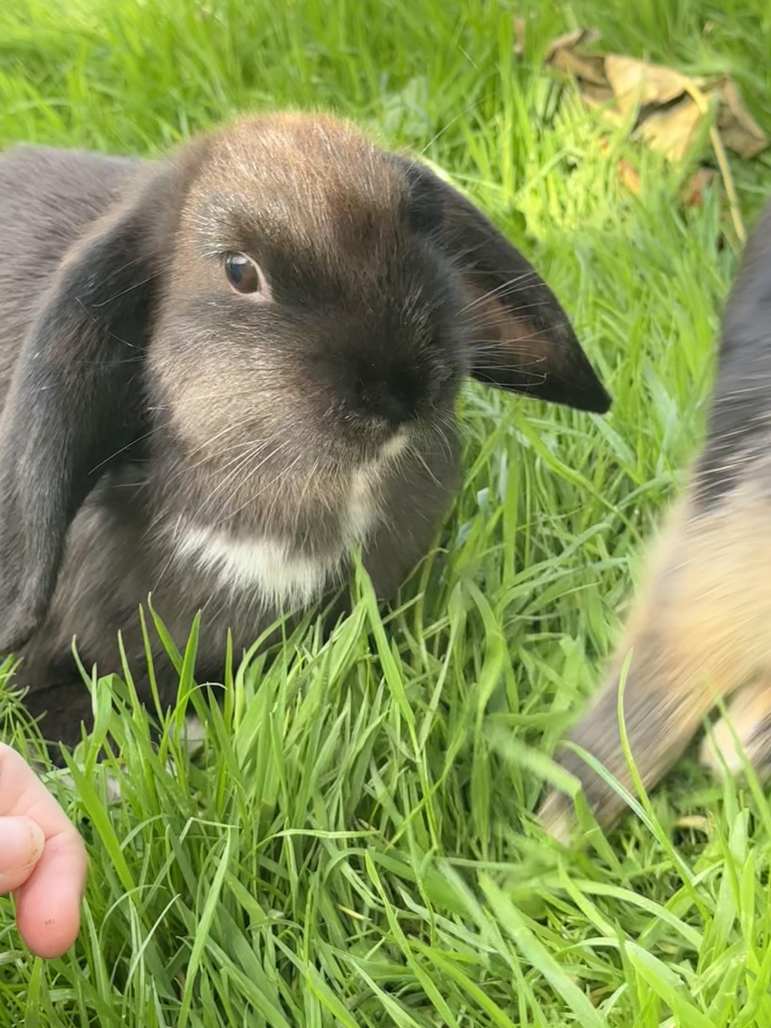 Hello, so to end a debate, what colour is this rabbit. | Scrolller