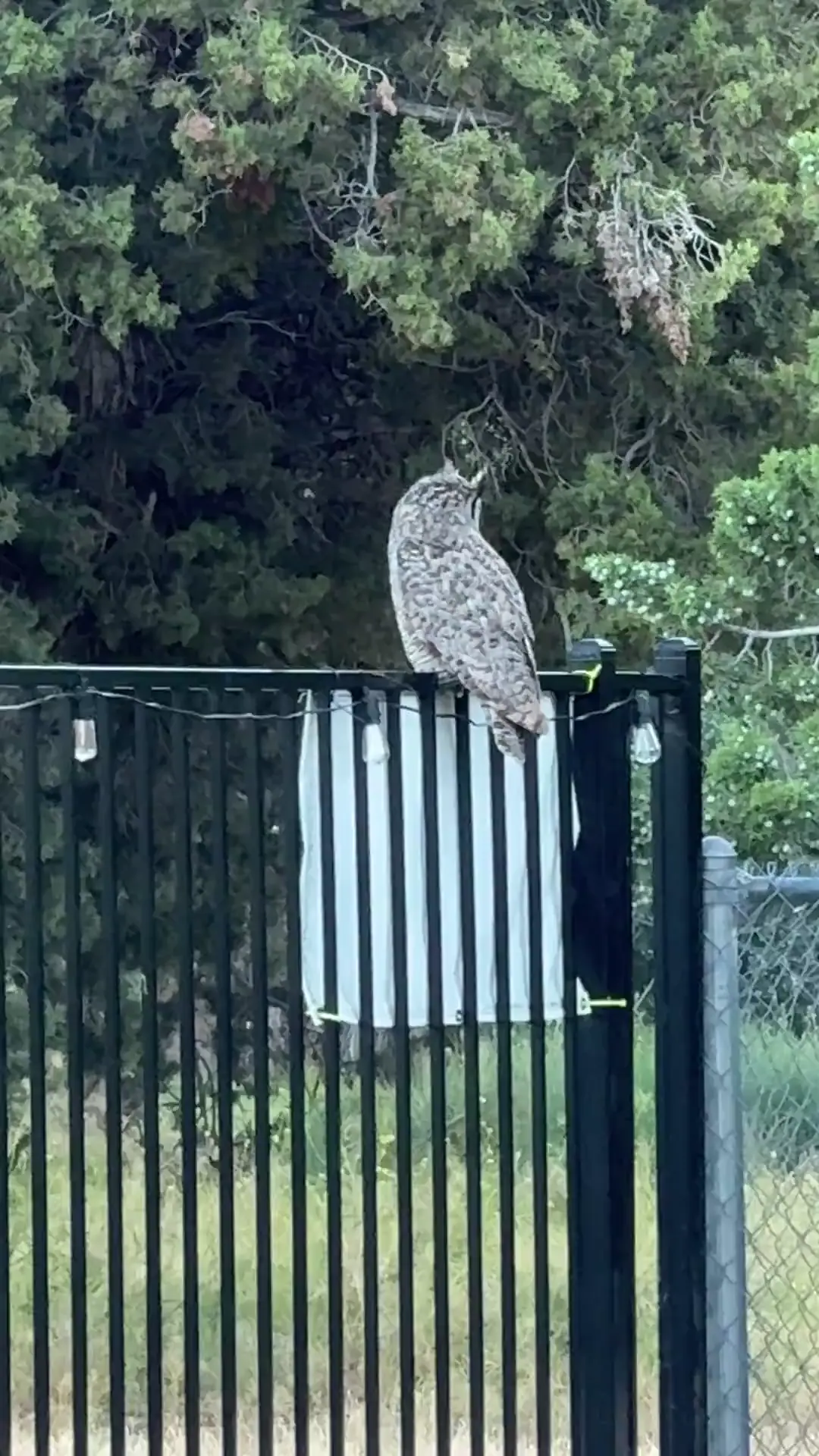 Made em look with “Hoo!”