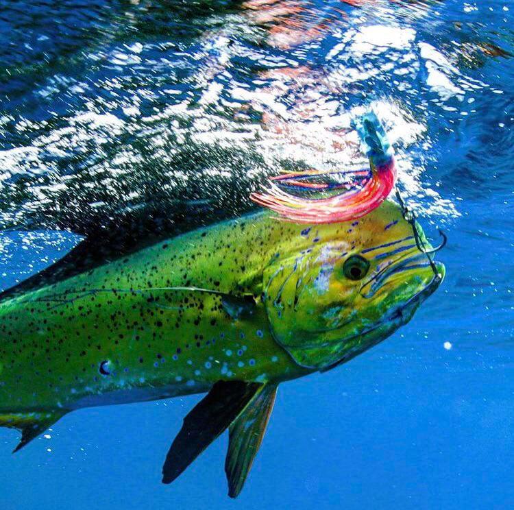 🔥 Mahimahi Scrolller