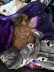 Makes her own bed on my bed 
