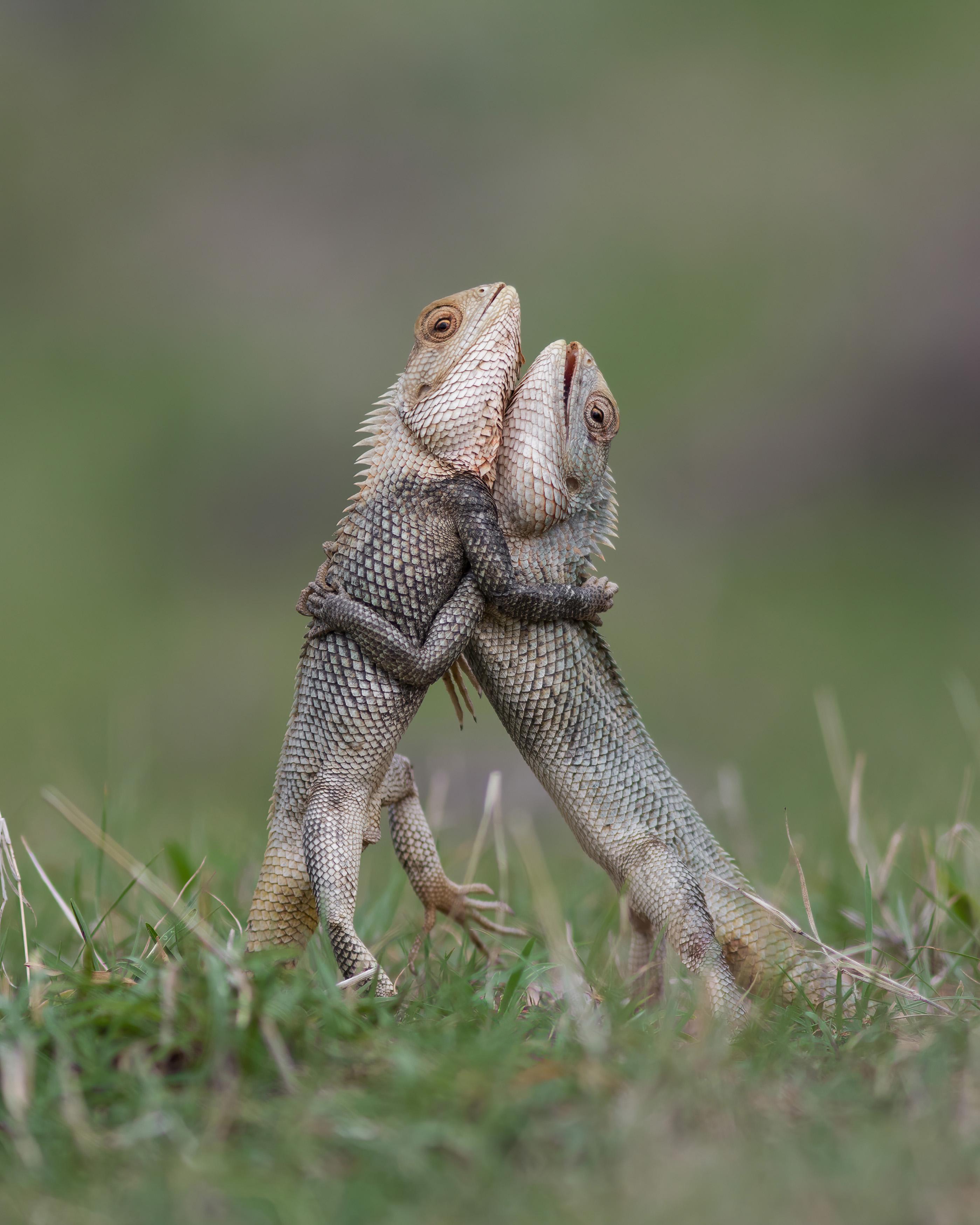 Lizard Defending Male Garden Lizards fighting over territory, Solapur, India. | Scrolller