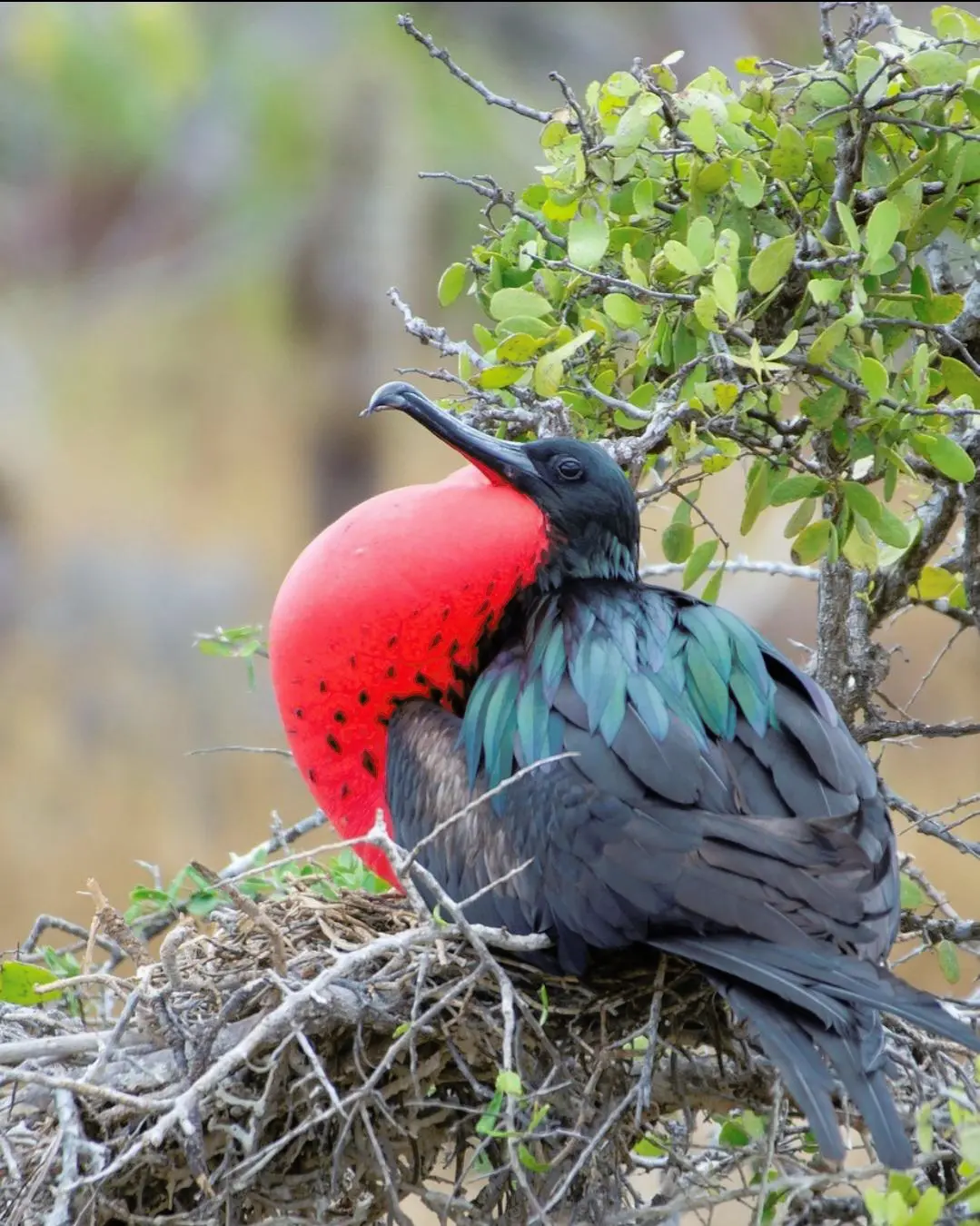 Male magnificent frigatebirds have a red inflatable throat pouch called ...