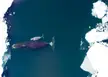 Mamma whale and her baby in Arctic Ocean