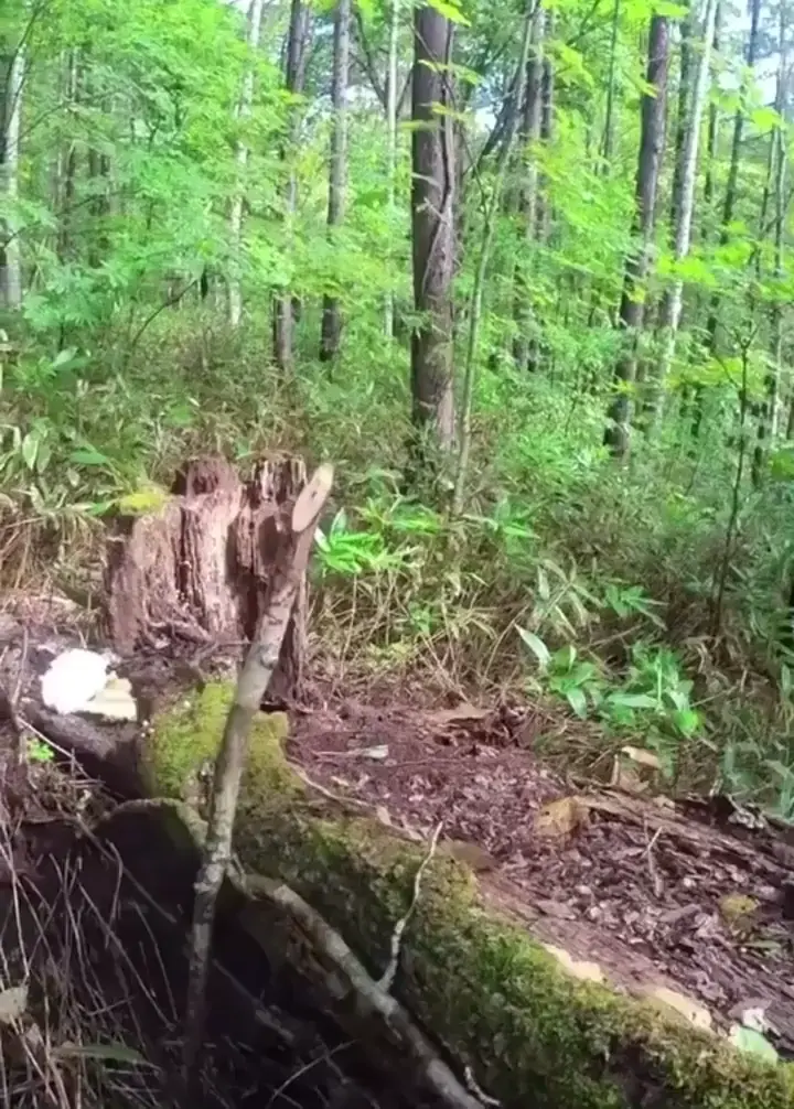 Man gets attacked by a 🐻.