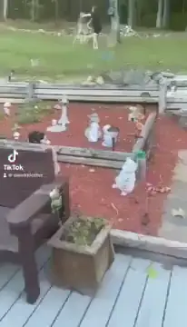 Man vs Deer