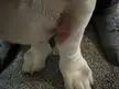 Mange or yeast infection?