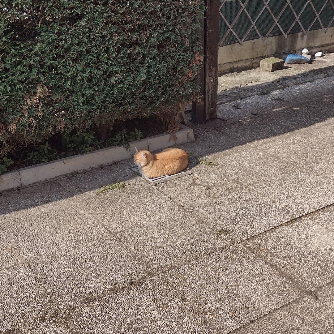 Manhole trap