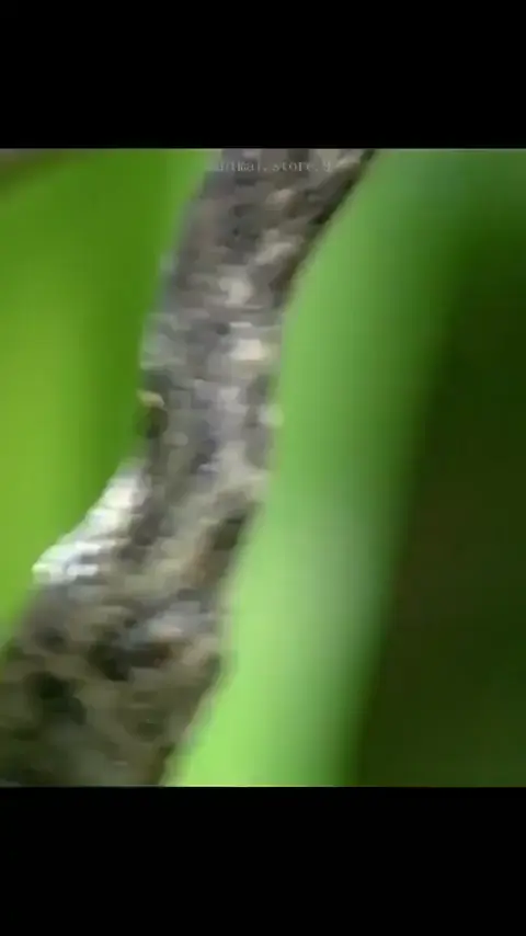 Mantis eat snake