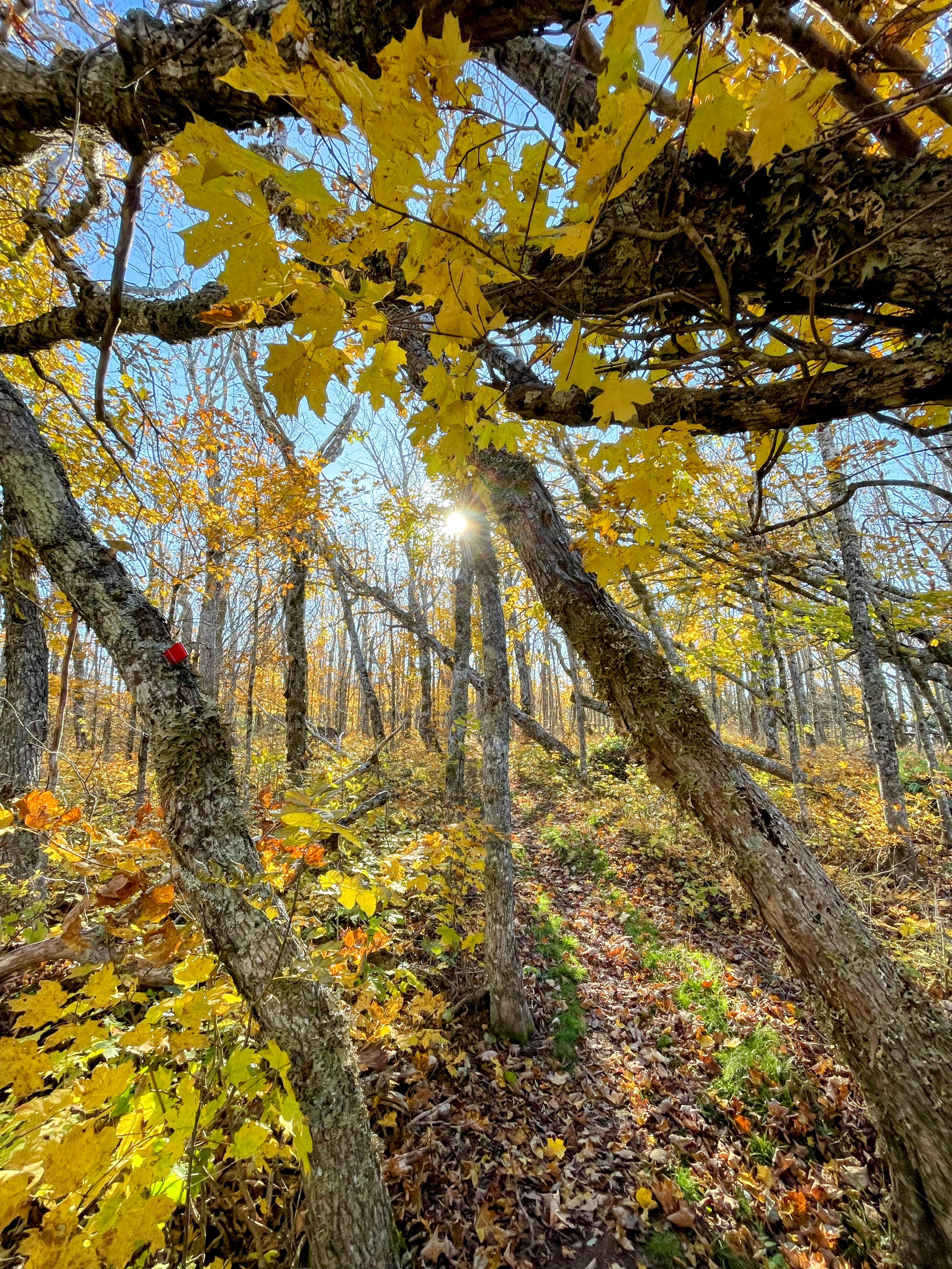 Maple trees, Fitzpatrick Mountain, Nova Scotia, Canada [OC]3024x4032 ...
