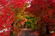 Maple trees in Autumn Sydney Australia