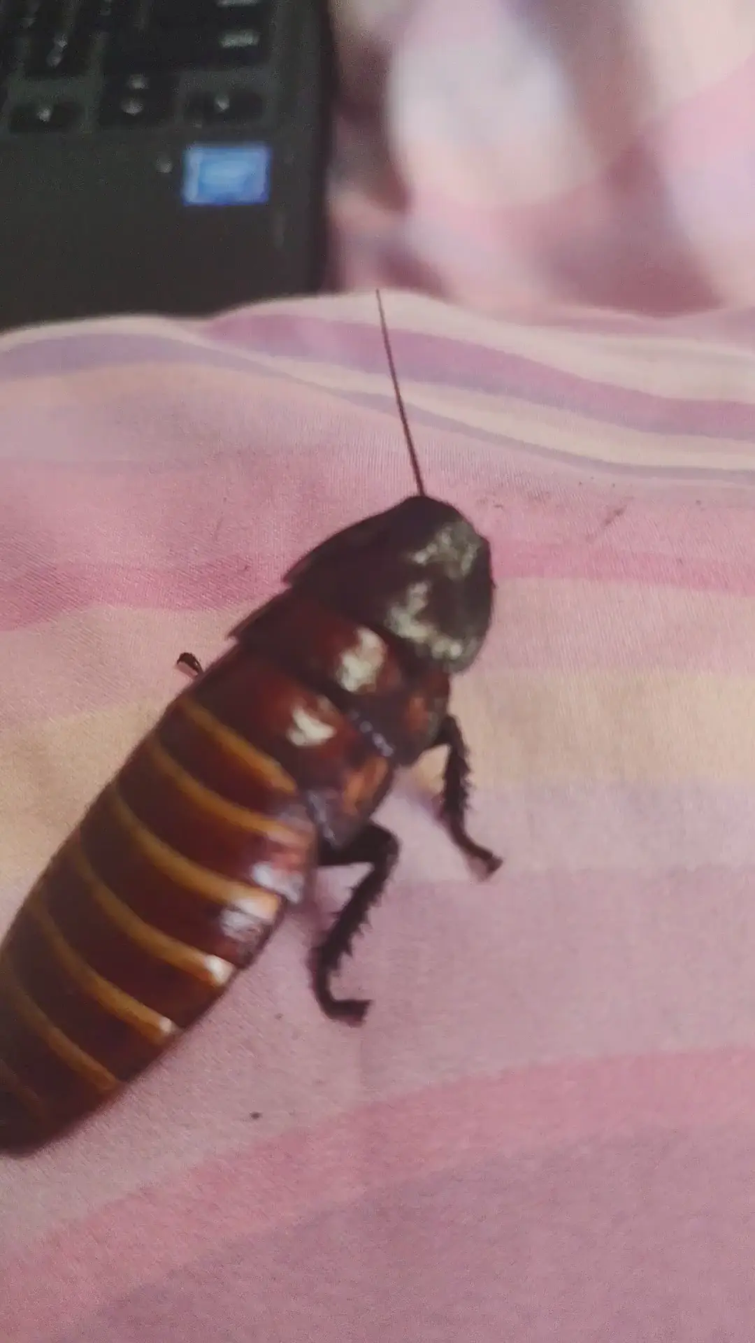 roaches