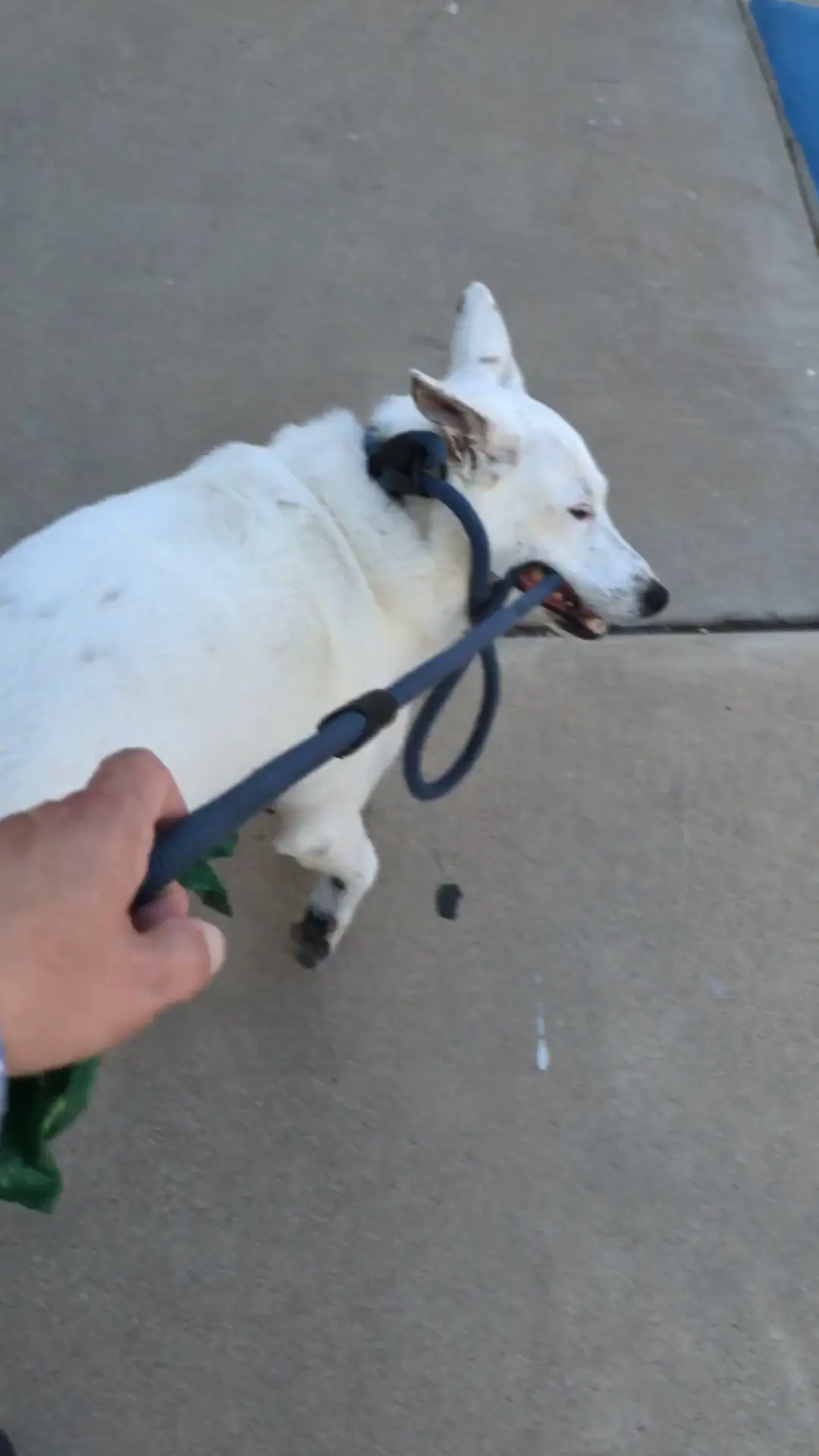 Martha-Blue loves taking me on walks