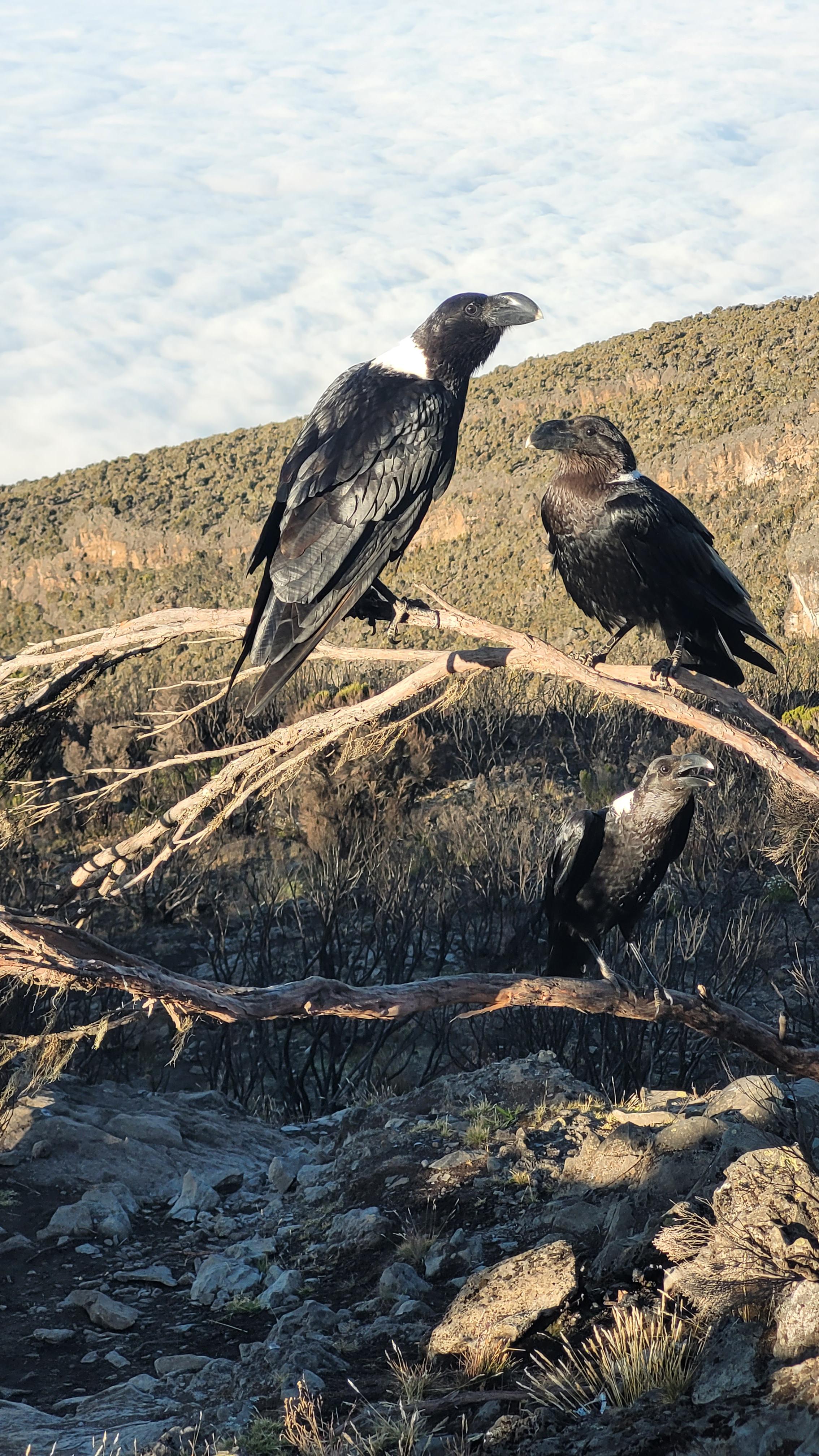 massive-white-necked-ravens-at-mount-kilimanjaro-scrolller