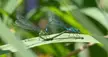 Mating Damselflies