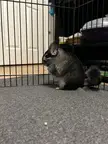 Mean chinchilla?