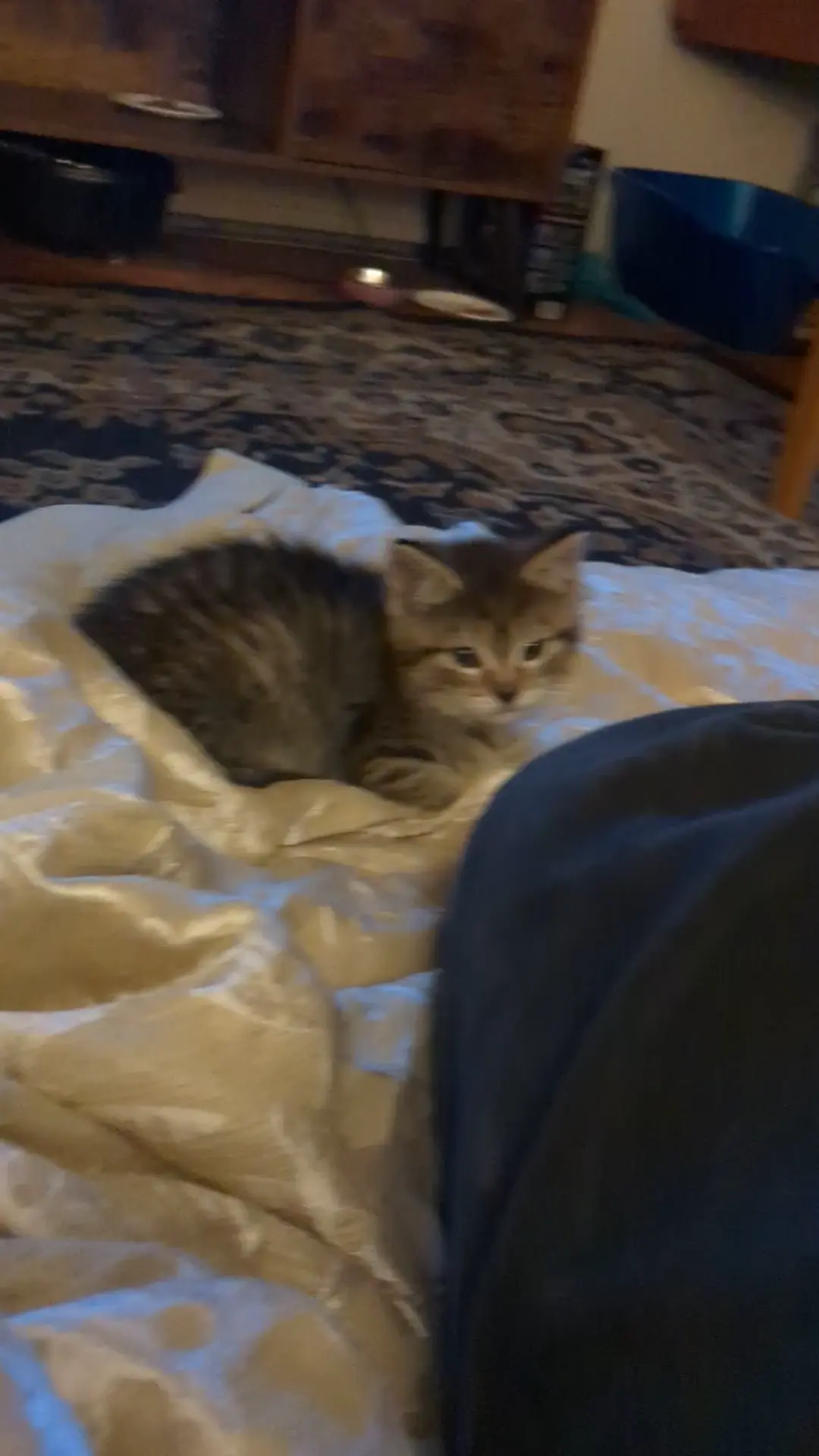 Meet Chloe!