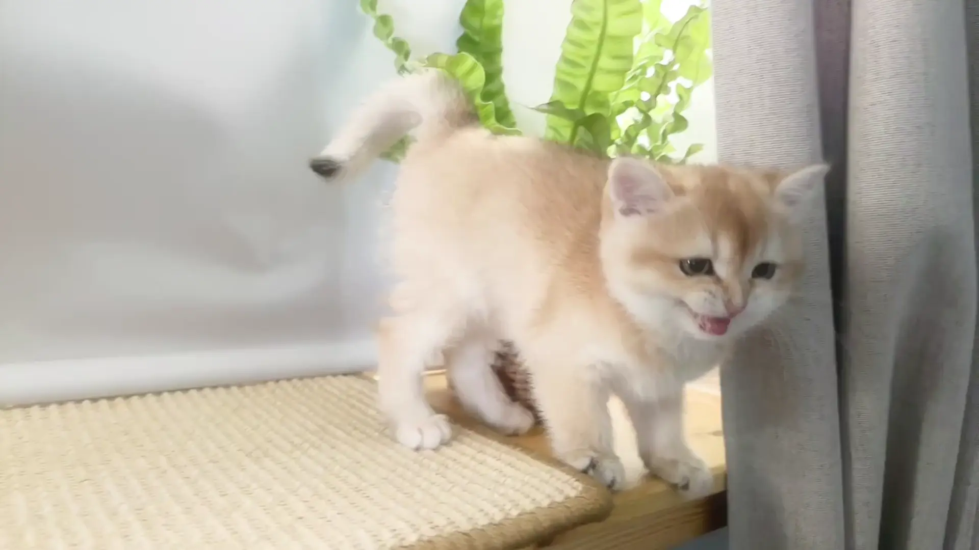 Meet my sweet cat