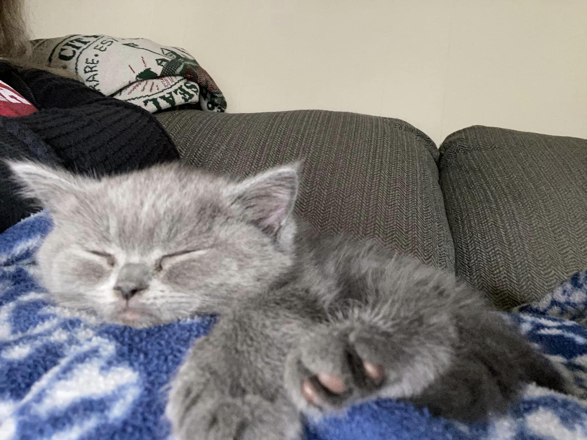 Meet my tiny tiger in training