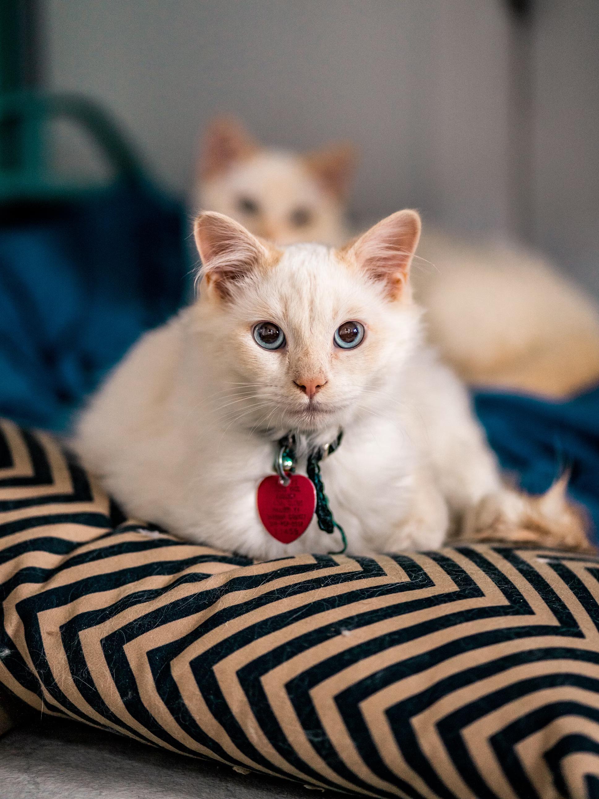 Meet Roger, our neighborhood cat🤗 | Scrolller