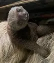 Meet Rolo, Zoo Atlanta’s infant two-toed sloth born on Aug. 9.