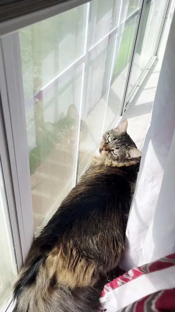 Meow!!