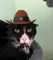 Meowdy