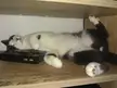 Milo sleeps in the strangest positions and places in the house.