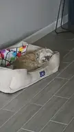 Minnie a few weeks after surviving a pitbull attack. 