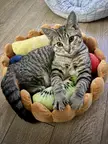 Miso In His Fruit Tart Bed