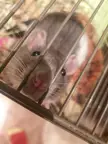 Miss Moo, rat jail for you