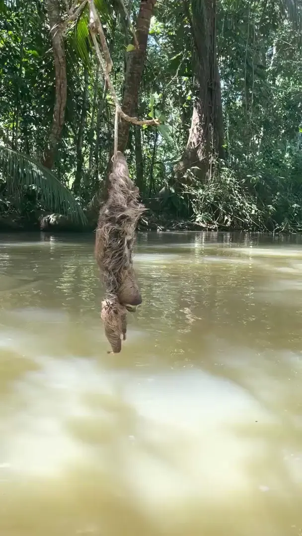 Mission Slothpossible