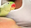 Mitthu says Hi to All Reddit Birdies
