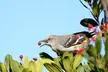 Mockingbird eating a tasty berry
