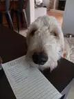 Mom, I want pets. 