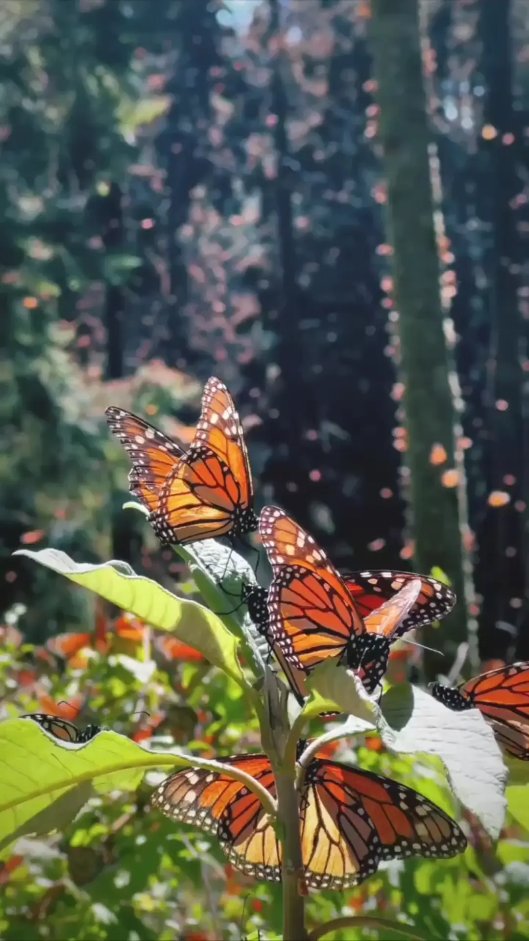 Monarch butterflies in Mexico 