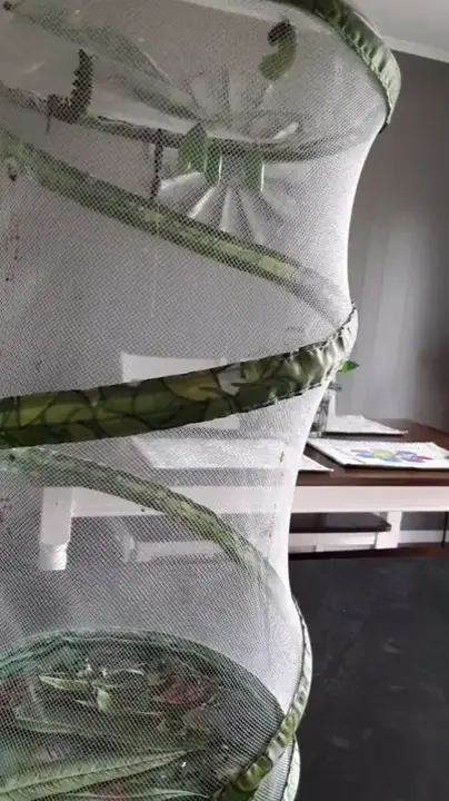 monarch caterpillar becoming a chrysalis