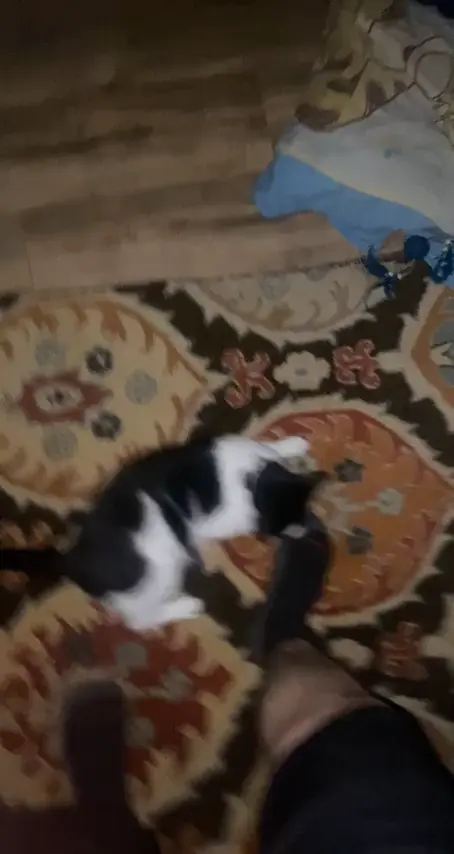 Monkey see monkey do 