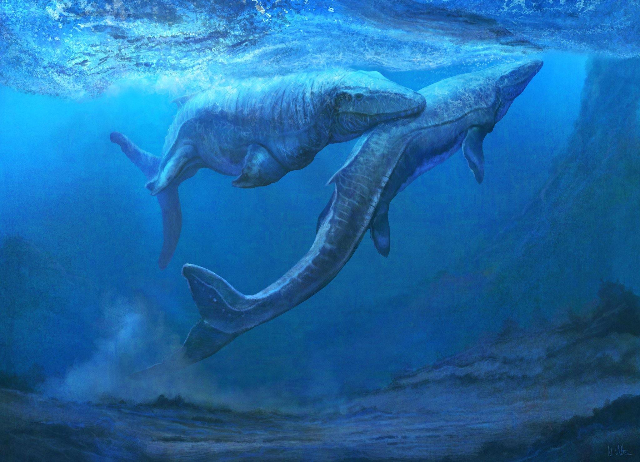 Mosasaurus hoffmannii, the largest lepidosaur of all time. Art by Mark Witton.