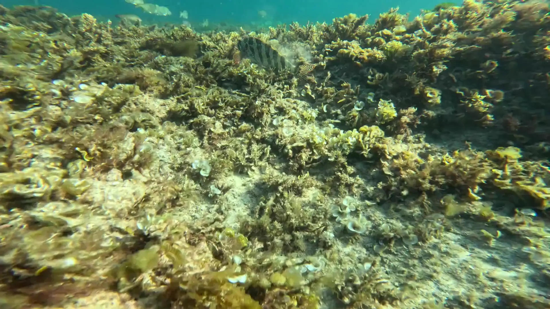 Most common fish or West Aus 