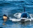 Mother and baby orca