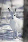 Mountain hare Peeking Behind a Tree