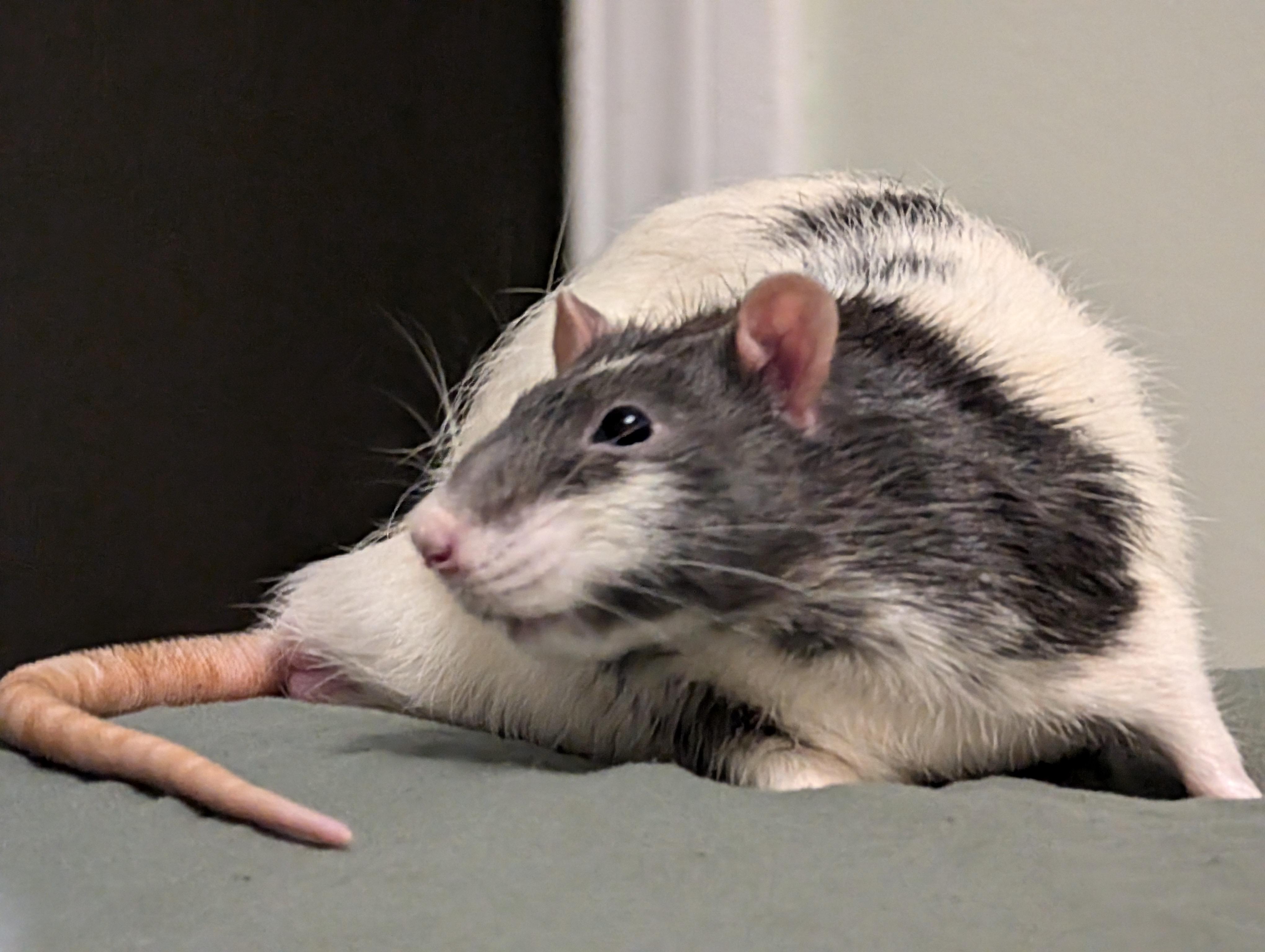 Discover more like RATS: Mr Mutton Chops aka Stanley aka stanward and ...